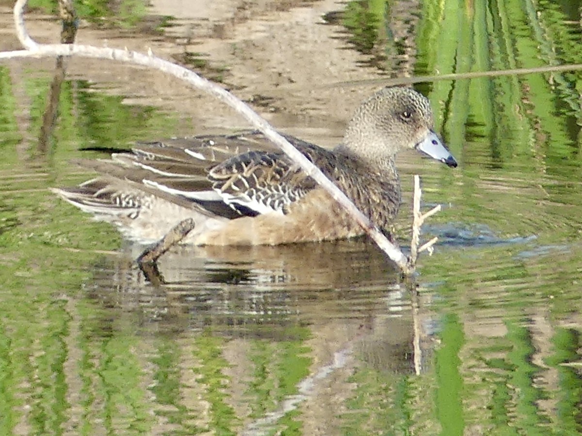 アメリカヒドリ - ML647870900