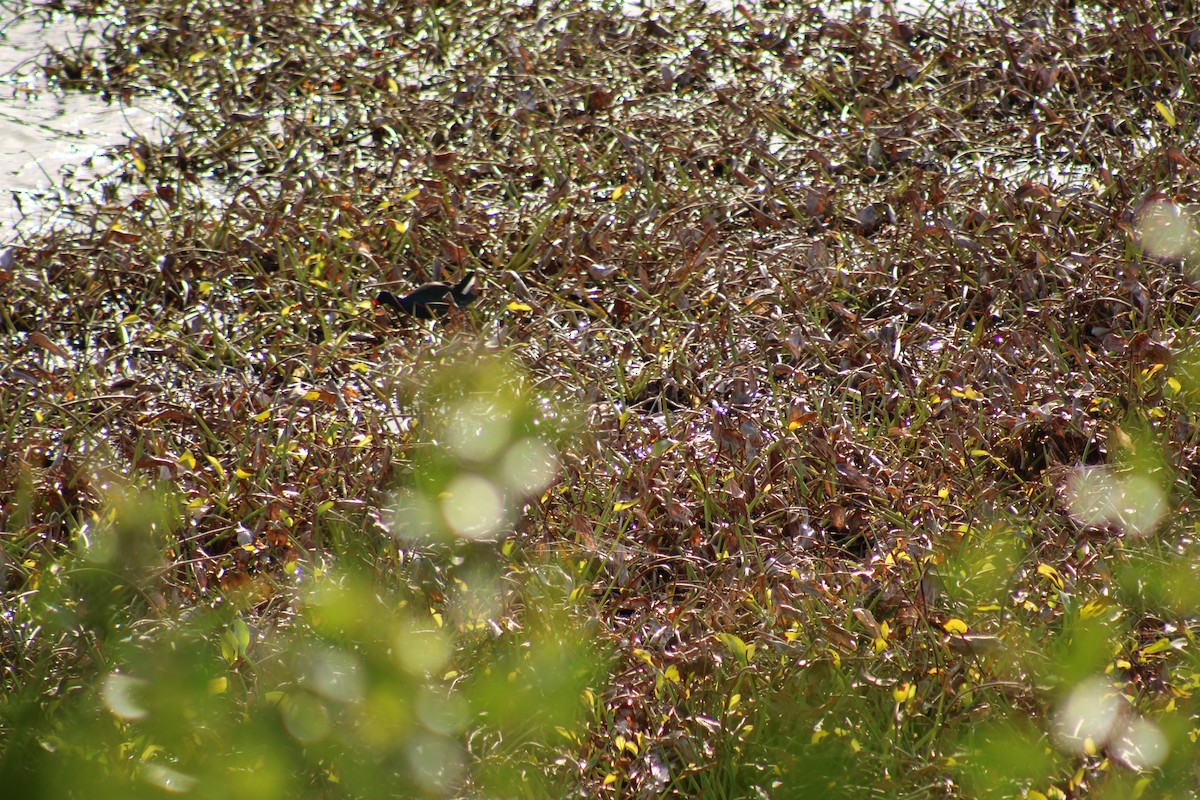 アメリカムラサキバン - ML647870901