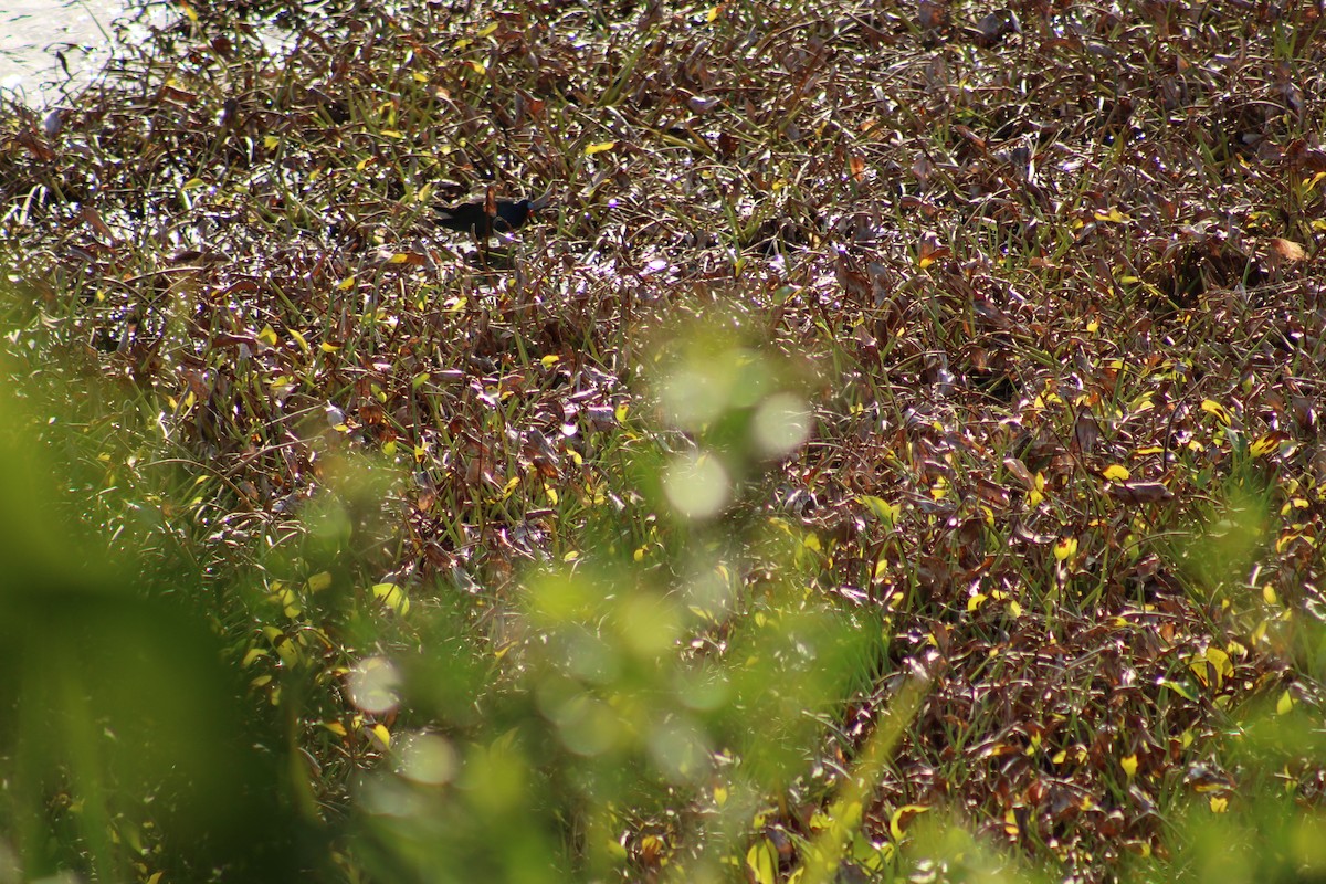 Uroilo urdin amerikarra - ML647870919