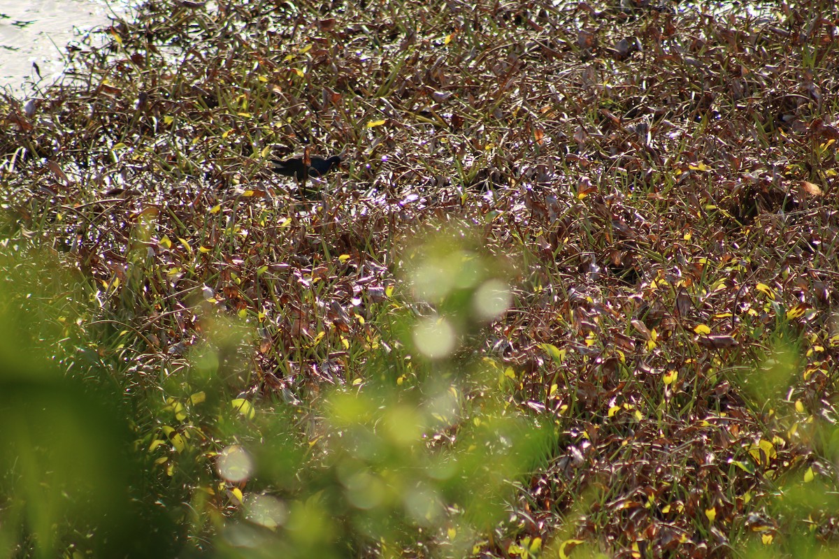 Uroilo urdin amerikarra - ML647870922