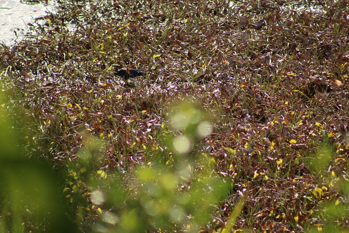 Uroilo urdin amerikarra - ML647870926