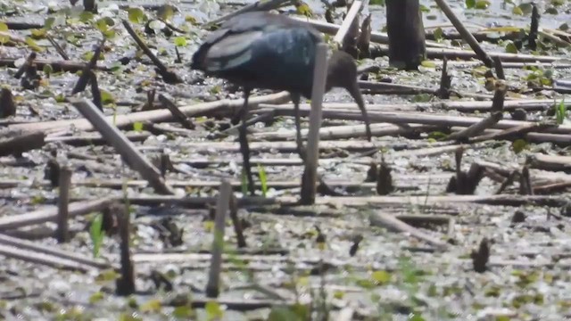 Glossy Ibis - ML647870928