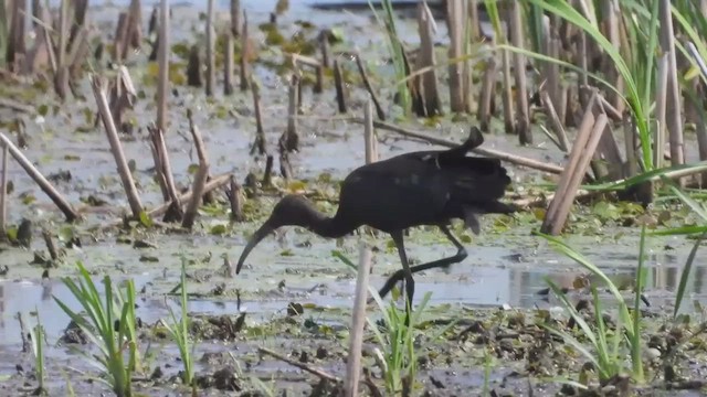 Glossy Ibis - ML647870930