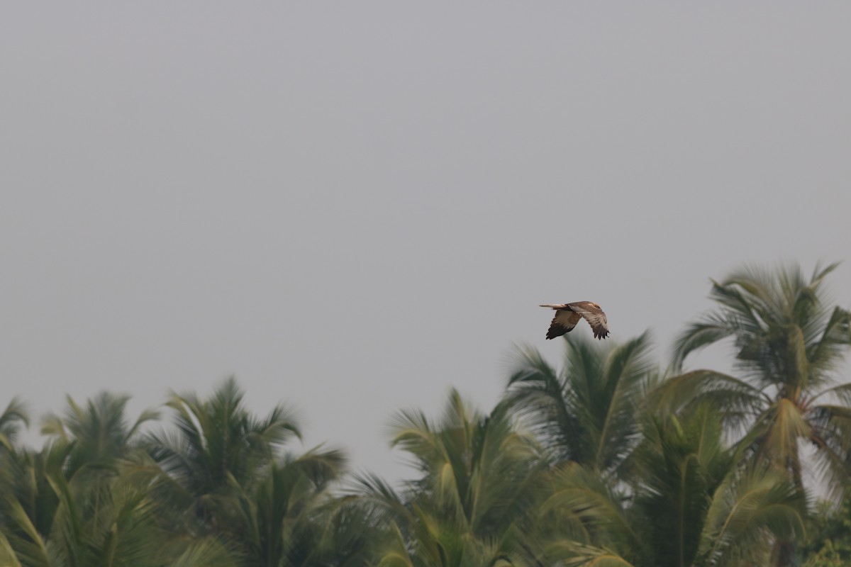 Saz Delicesi - ML647870931