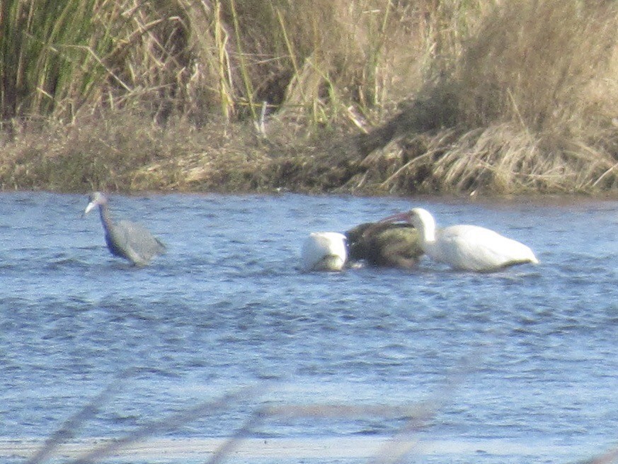 White Ibis - ML647870946