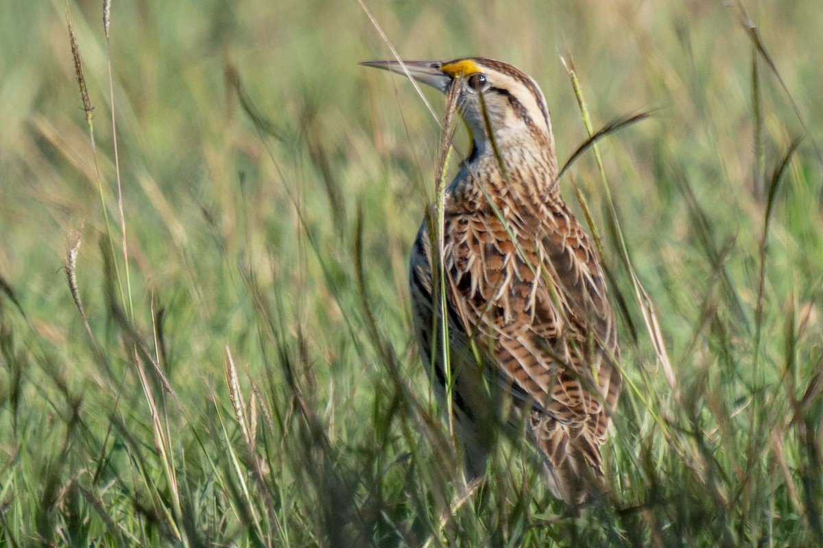 Doğulu Tarlasığırcığı - ML647870947