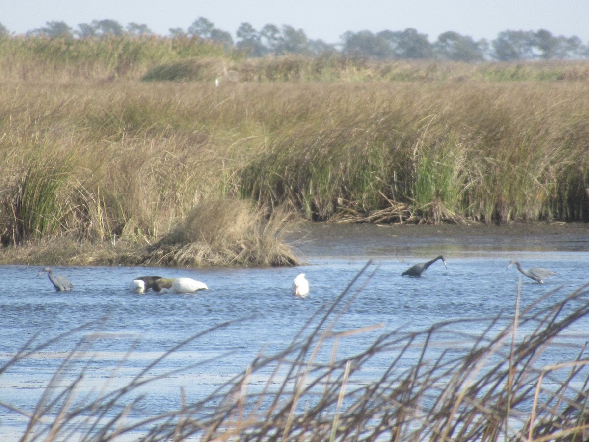 Mavi Balıkçıl - ML647870948