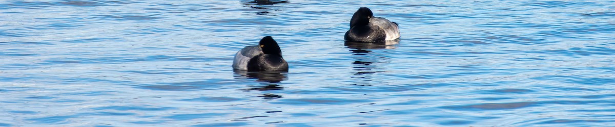 Morbaş Patka - ML647870949