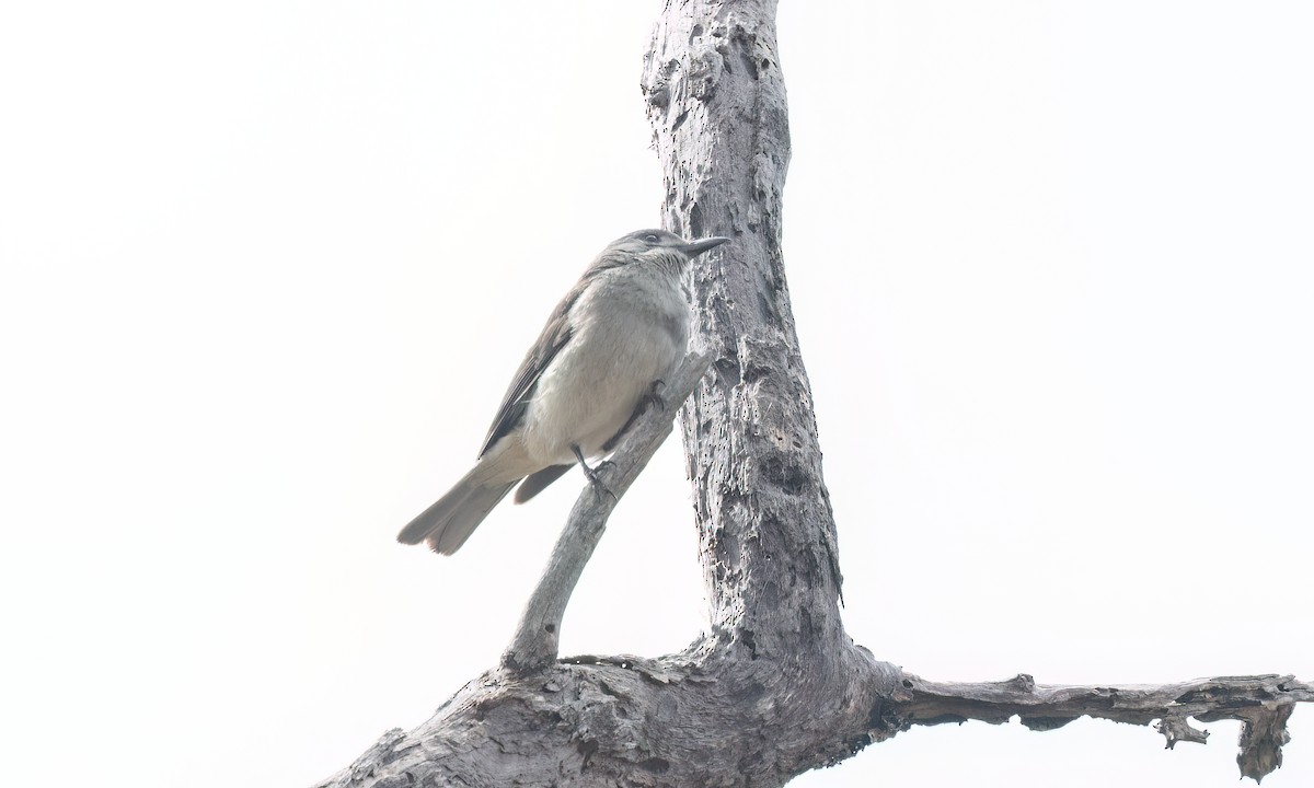 Gri Islıkçıardıç - ML647870950