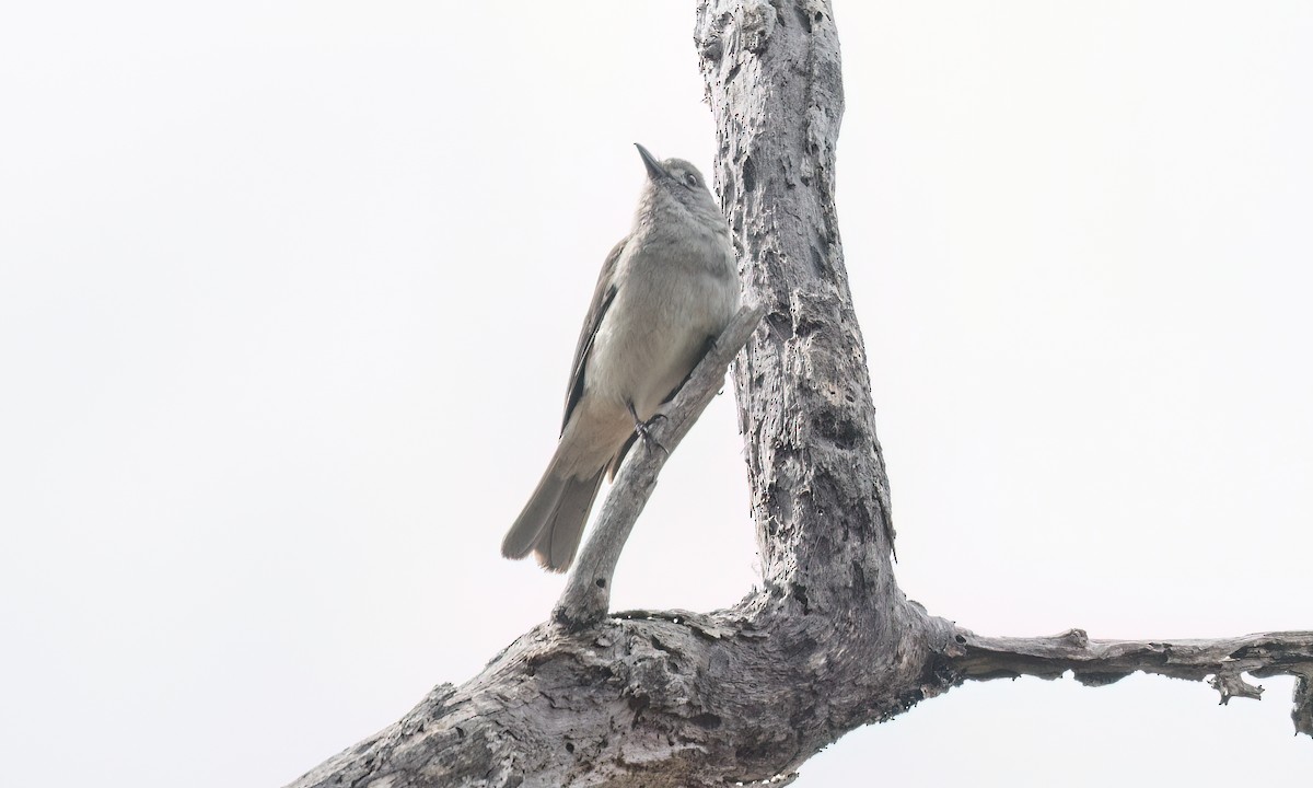 Gri Islıkçıardıç - ML647870951