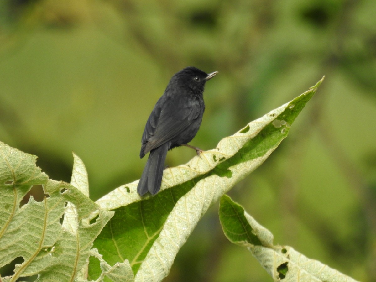 Kara Çiçekdelen - ML647870953