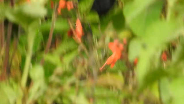 Kara Çiçekdelen - ML647870954