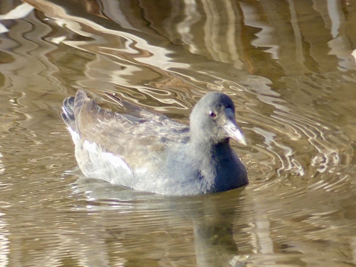 Amerika Sutavuğu - ML647870955