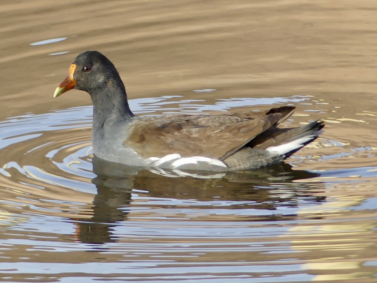 Amerika Sutavuğu - ML647870956