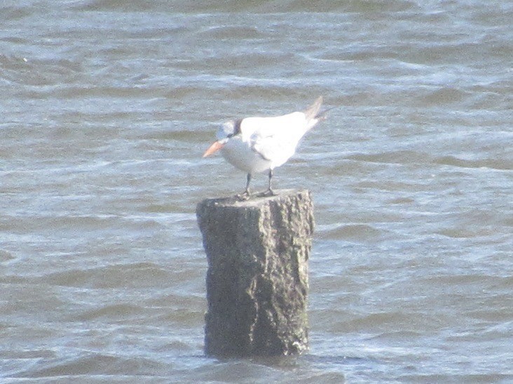 Kral Sumru - ML647870957