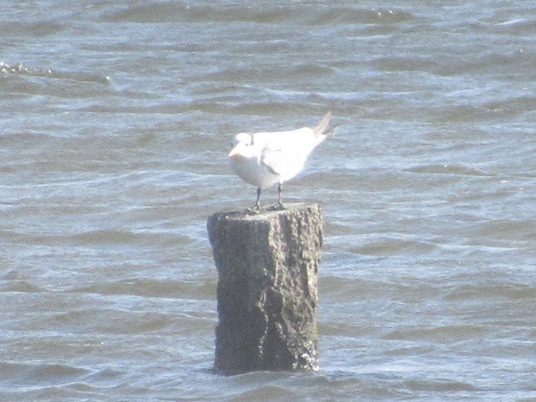 Kral Sumru - ML647870958