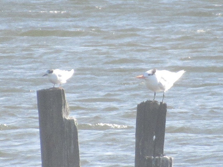 Kral Sumru - ML647870959