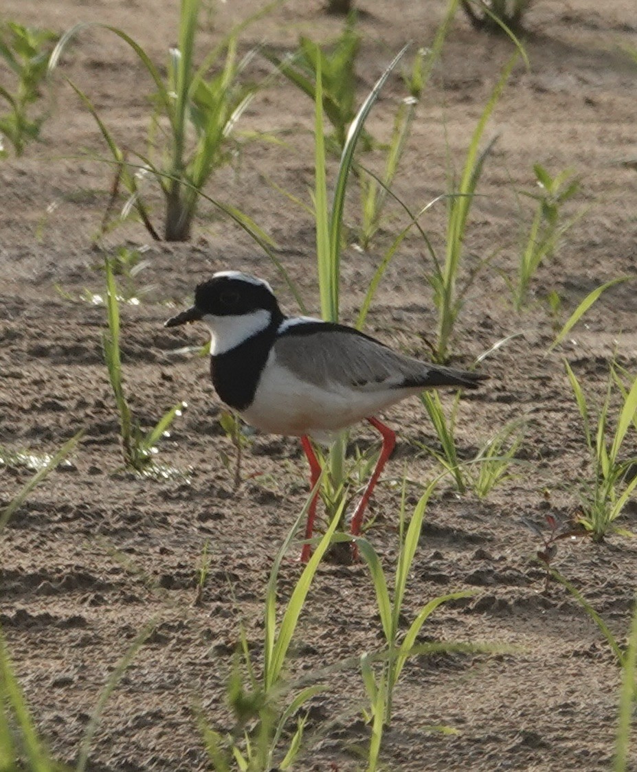 Cayena Kızkuşu - ML647870960