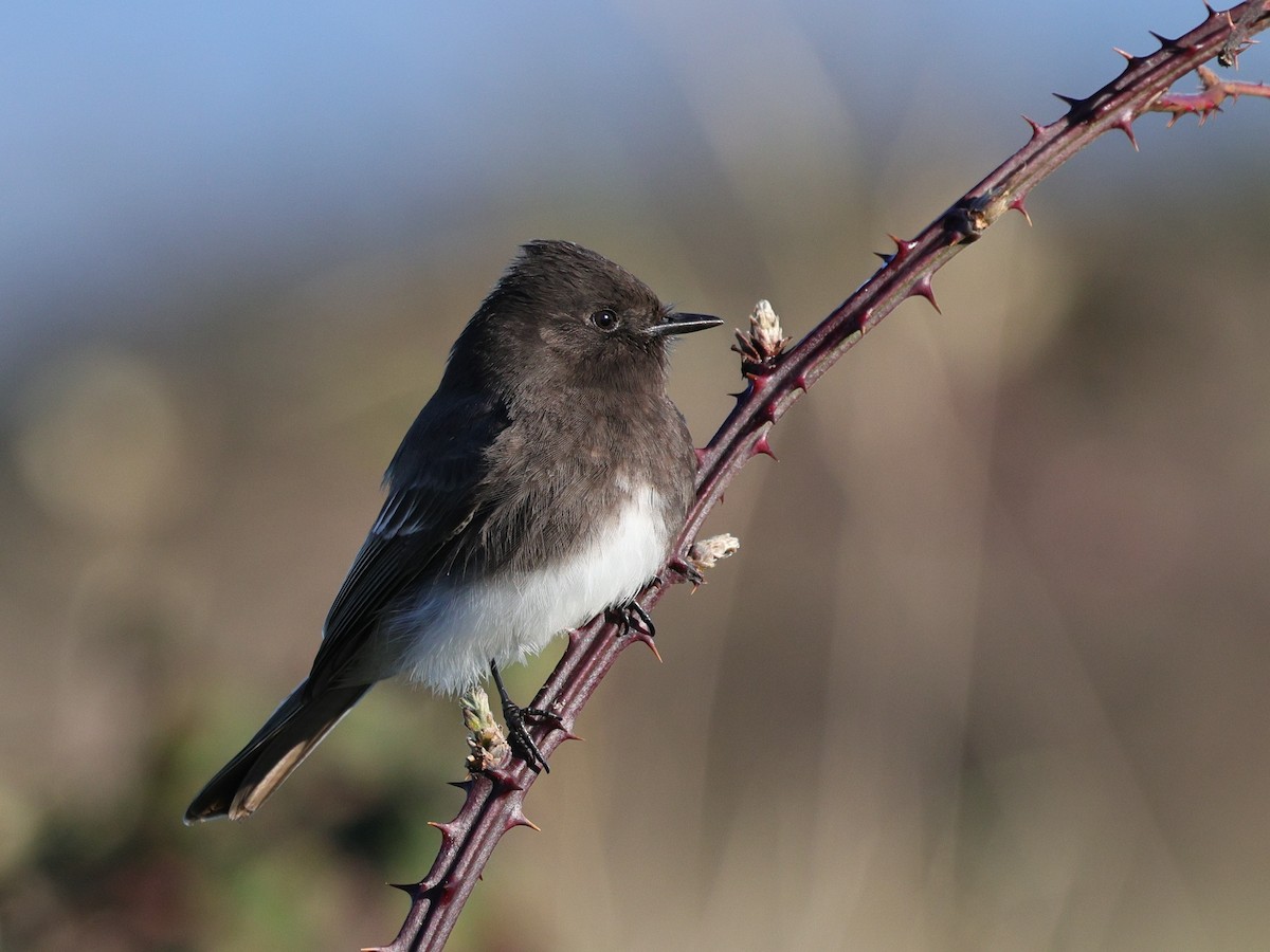 Kara Fibi - ML647870963