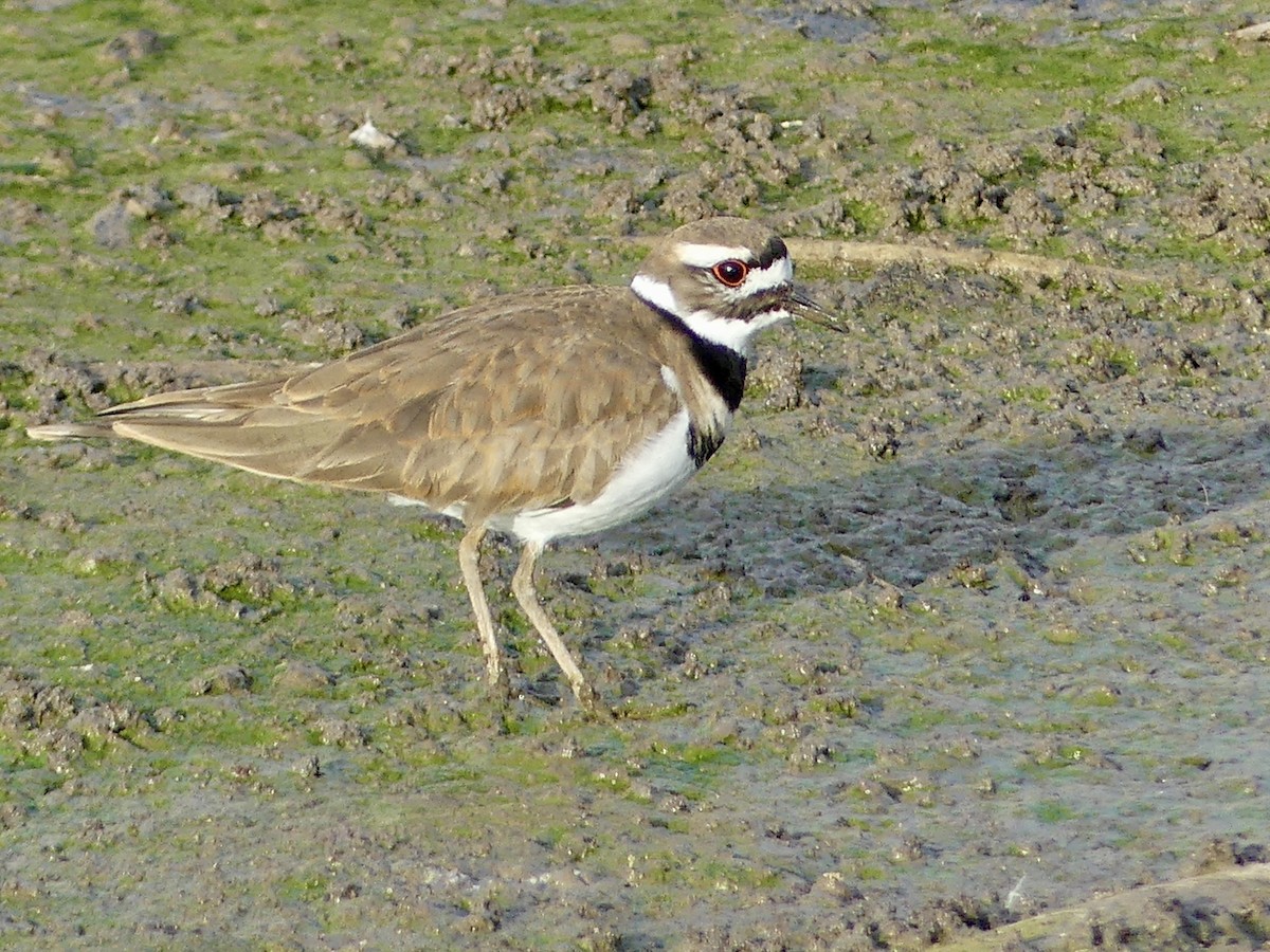 Çayır Cılıbıtı - ML647870964