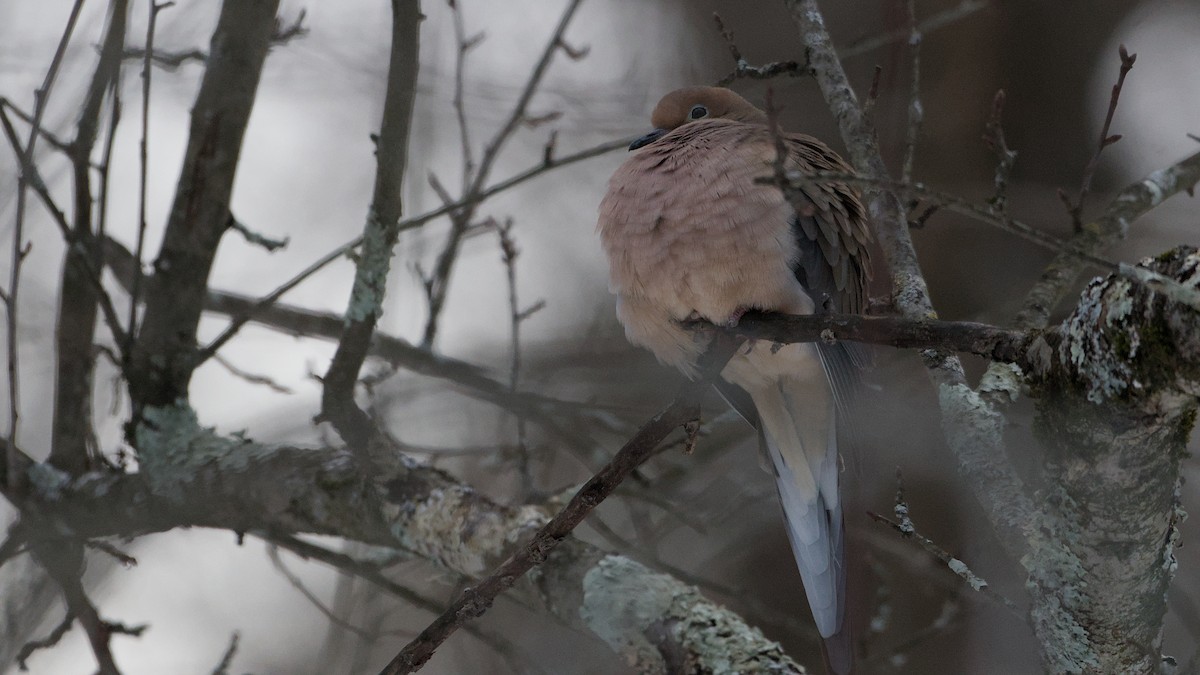 Uzun Kuyruklu Kumru - ML647870965