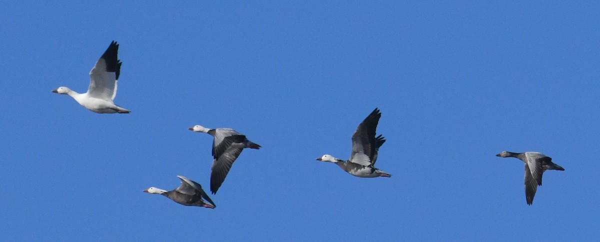 Kar Kazı - ML647870969