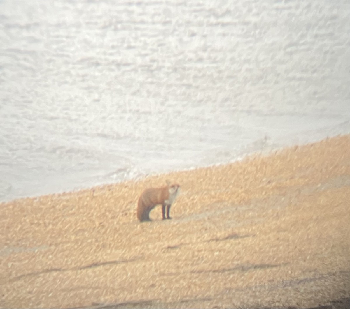 Kızıl Tilki - ML647870977