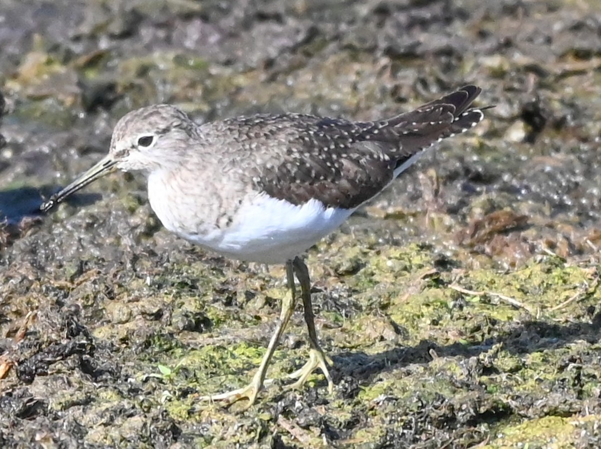 Esmer Düdükçün - ML647870978