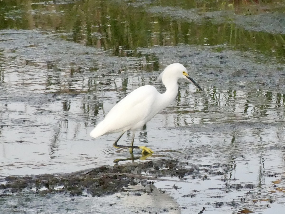 Karbeyaz Balıkçıl - ML647870980