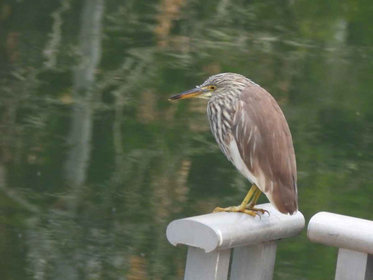 Çin Alaca Balıkçılı - ML647870982