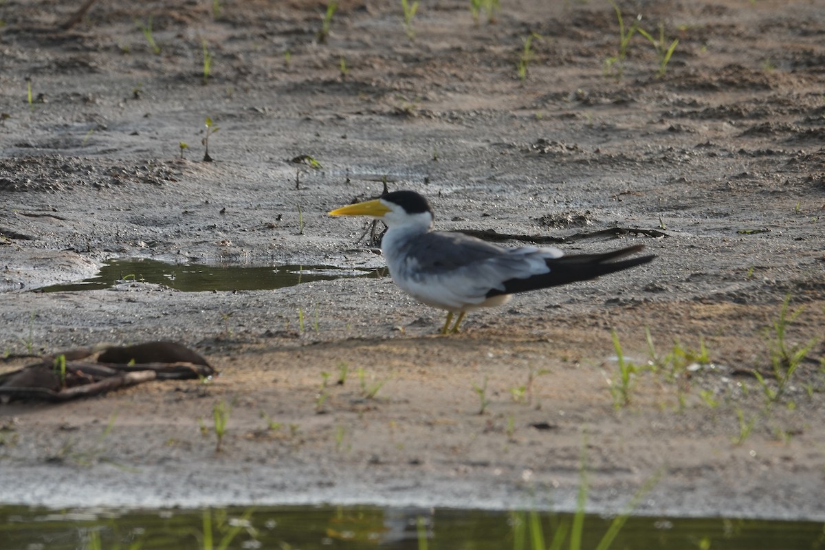 Kalın Gagalı Sumru - ML647870984