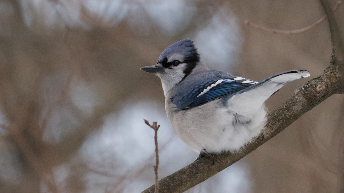 Blue Jay - ML647871007