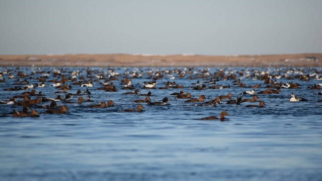 Common Eider - ML647871023