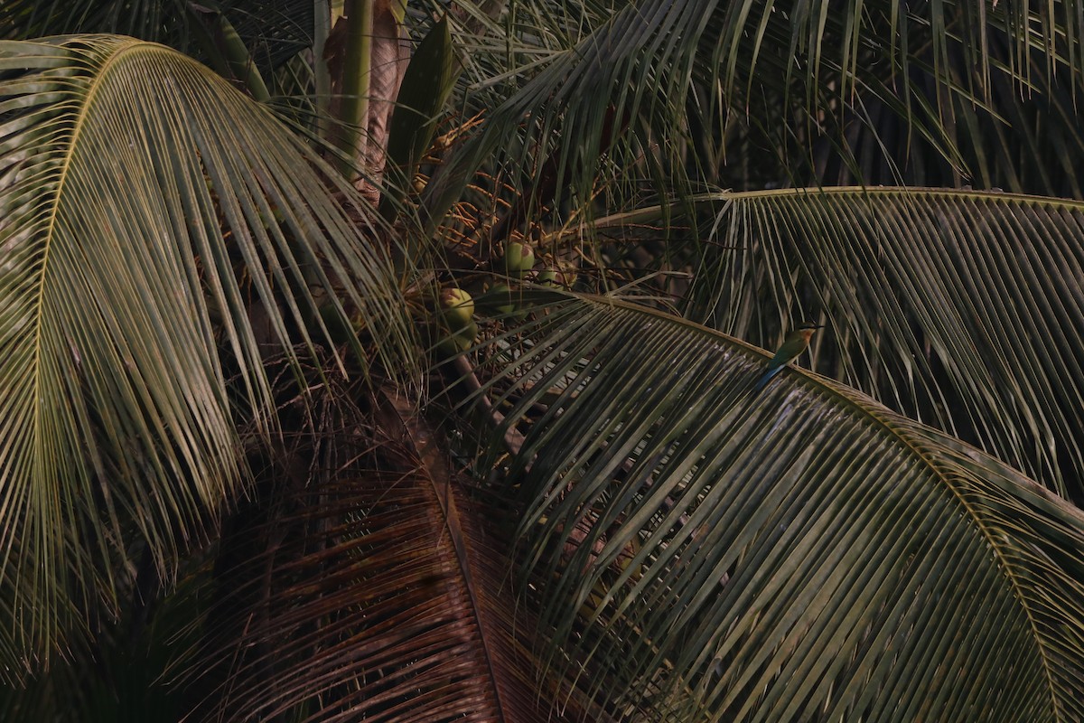 blåstjertbieter - ML647871027