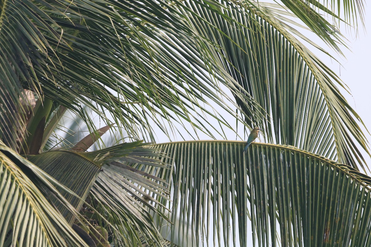 blåstjertbieter - ML647871028