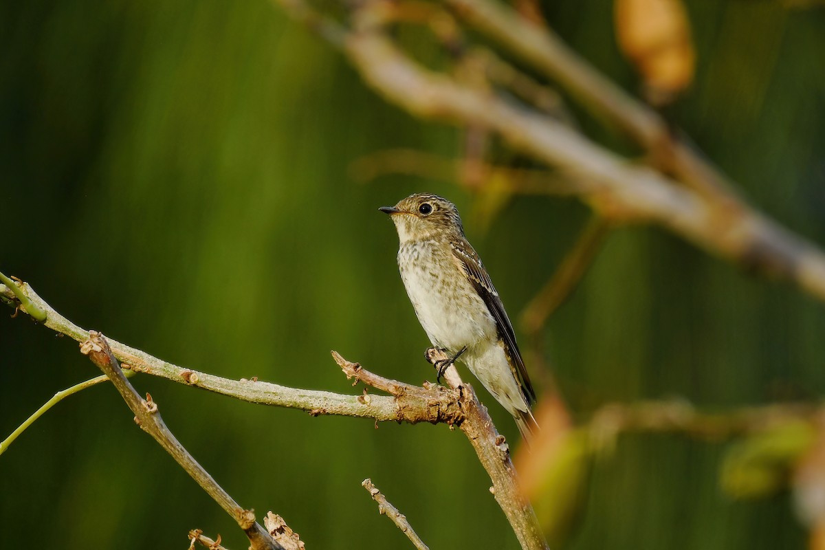 gråflankefluesnapper - ML647871031