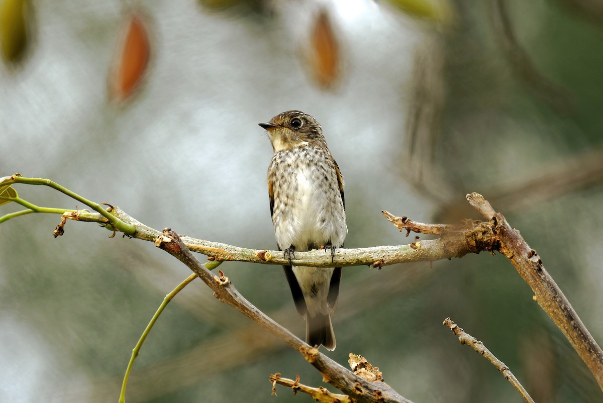 gråflankefluesnapper - ML647871032