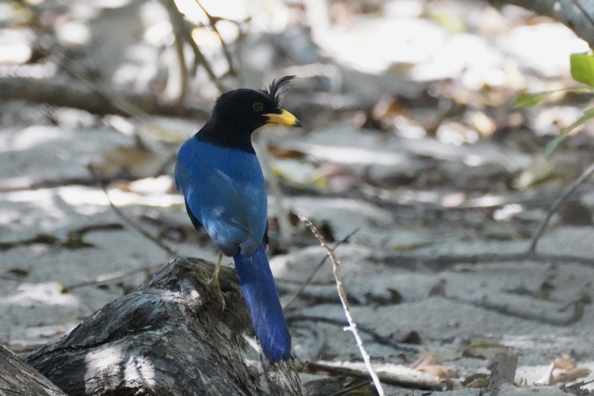 blåryggskrike - ML647871033