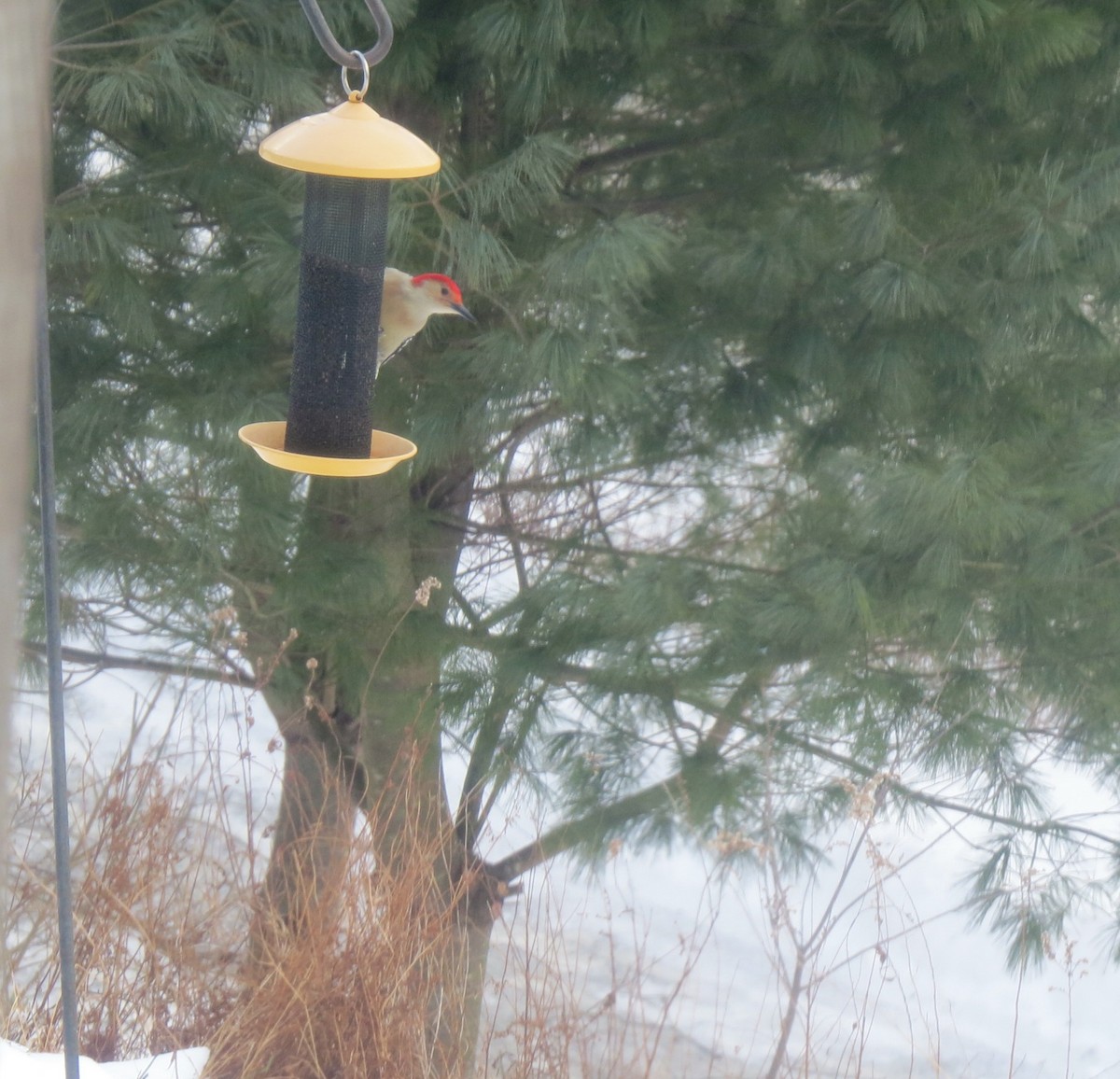 lundspett - ML647871043