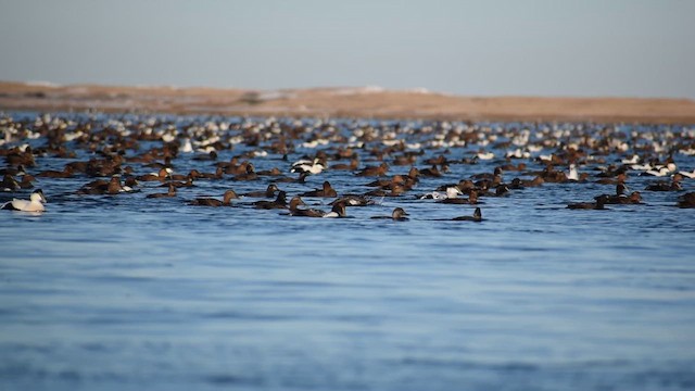 Common Eider - ML647871047