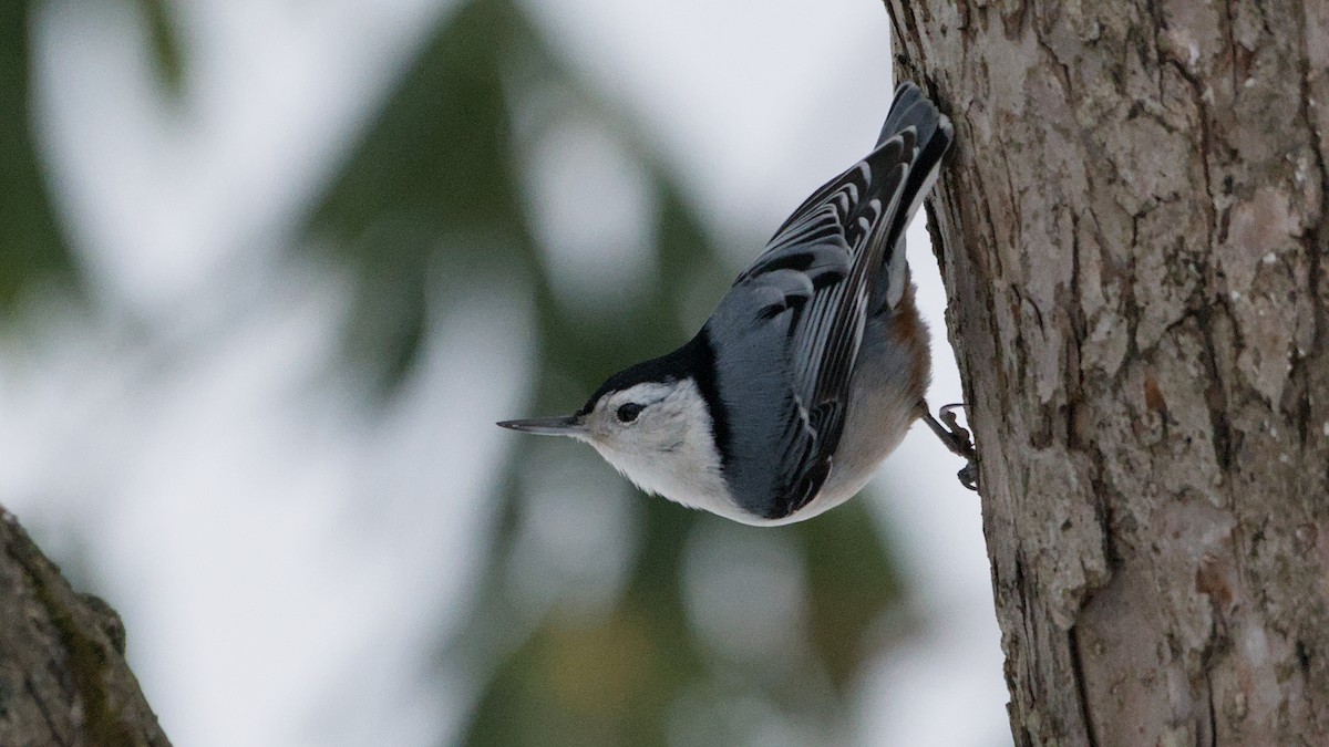 hvitbrystspettmeis - ML647871048