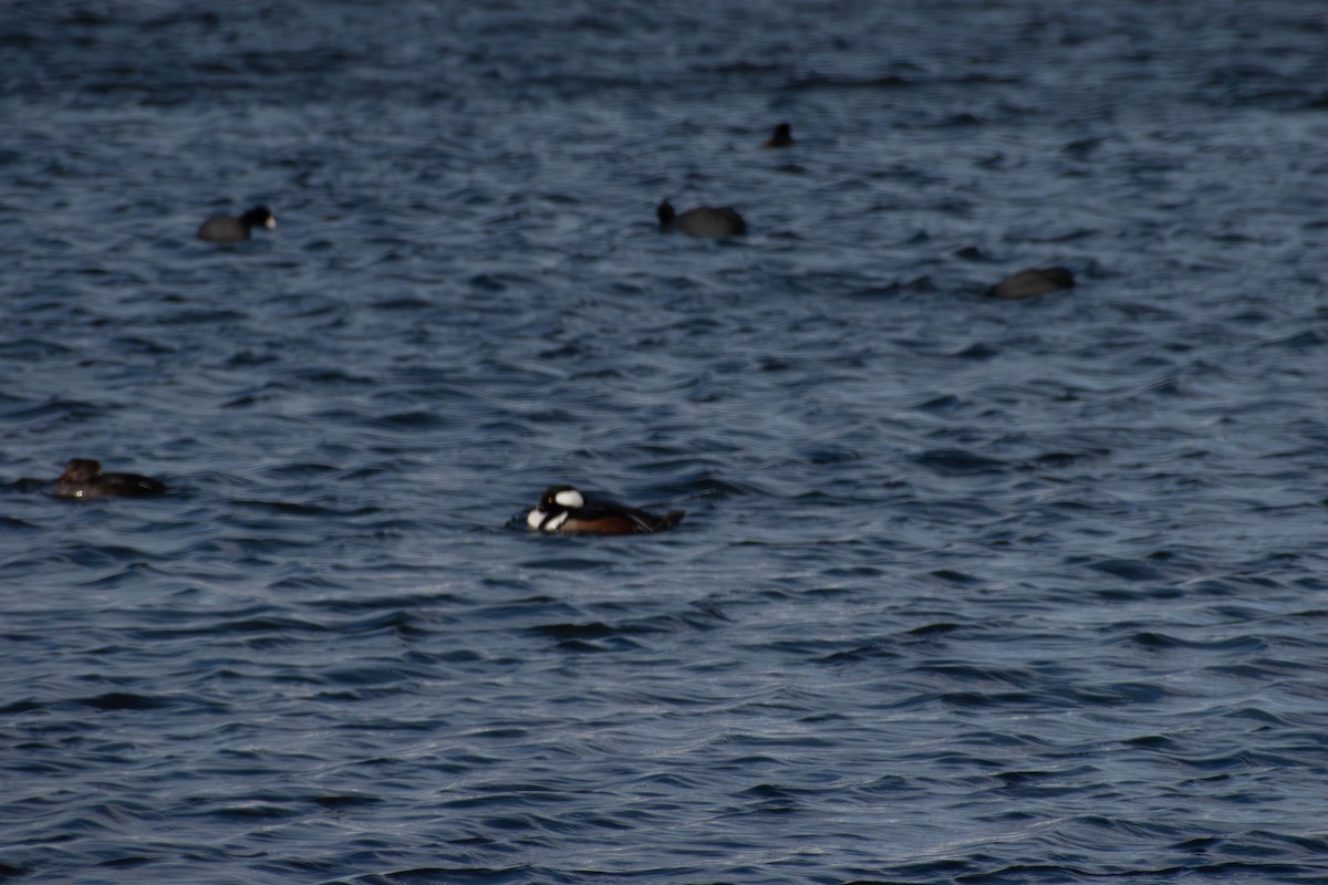 hjelmfiskand - ML647871049