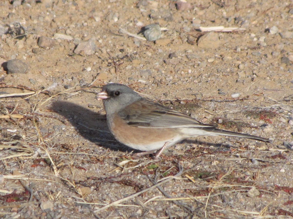 vinterjunko - ML647871050