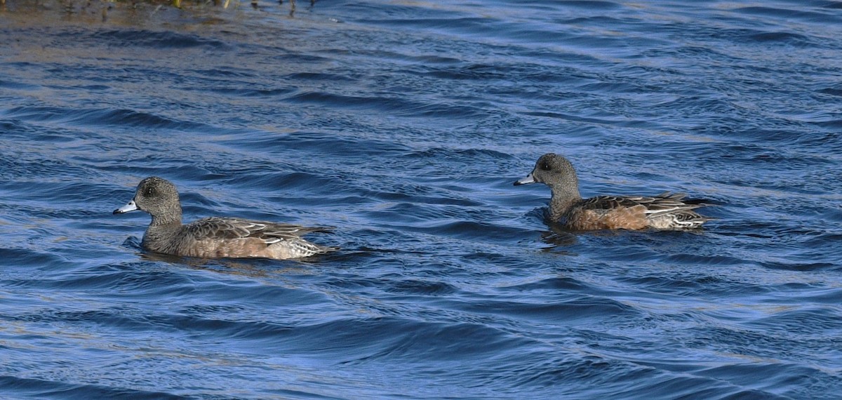 amerikablesand - ML647871051