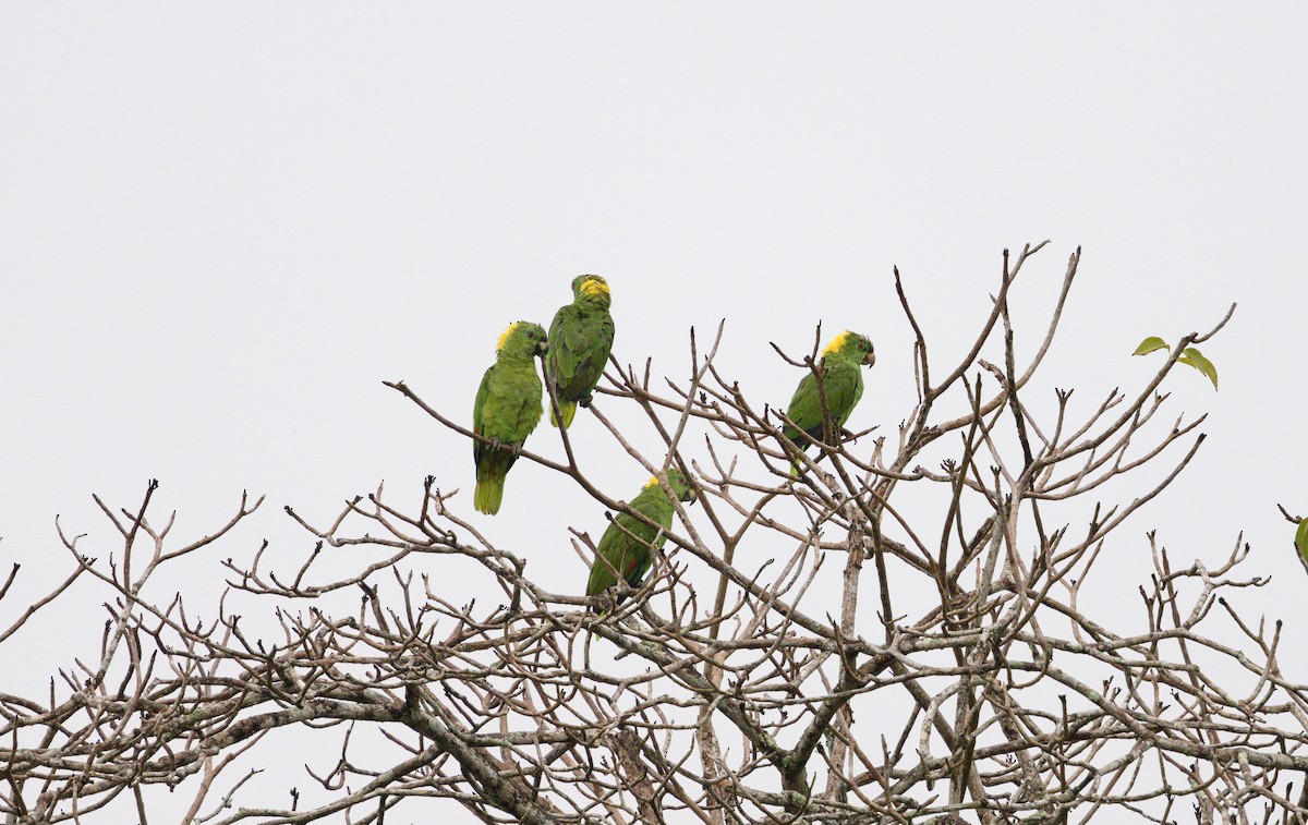 gulnakkeamazon - ML647871053