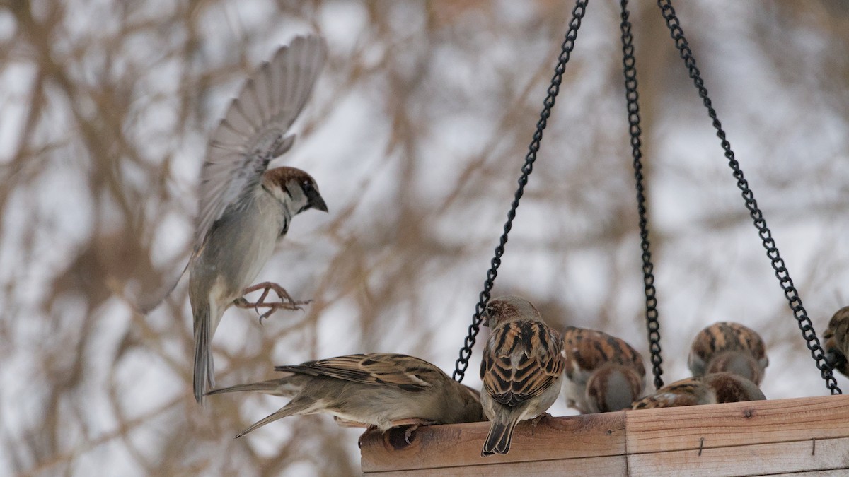 gråspurv - ML647871055