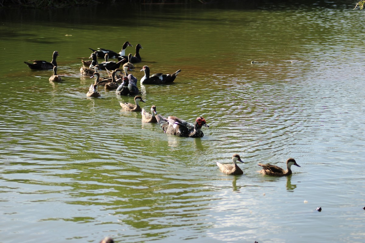 moskusand (domestisert knoppand) - ML647871057