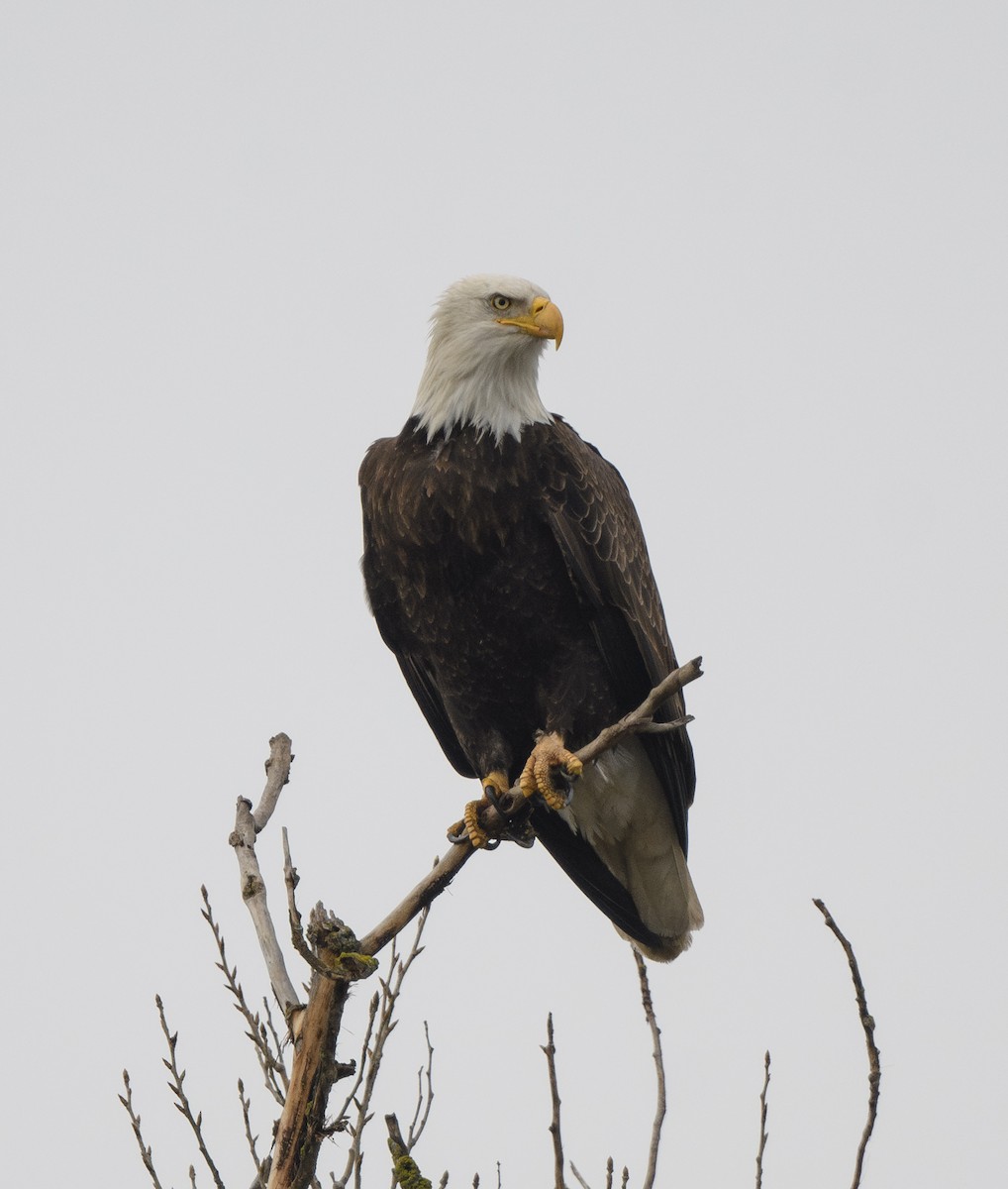 hvithodehavørn - ML647871058