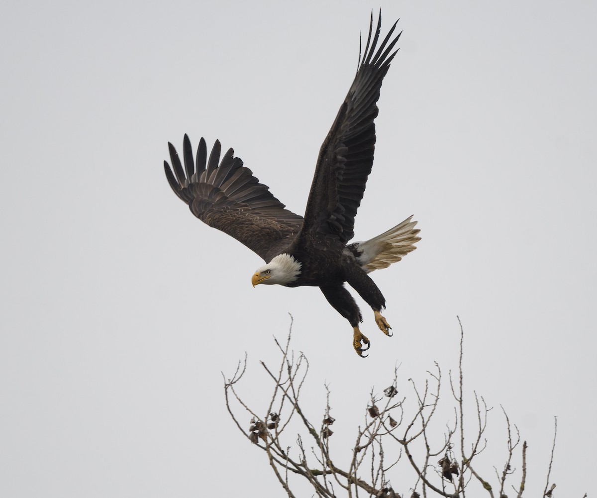 hvithodehavørn - ML647871059