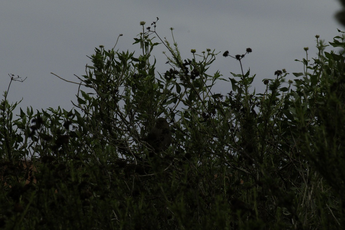 kaliforniatovi - ML647871060